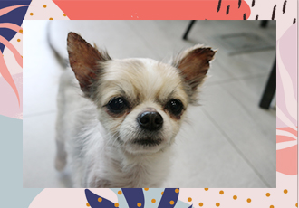 [온라인 입양 캠페인 - 남겨진 이야기] 아련한 눈빛을 가진 짹짹이