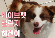 [세이브펫챌린지X해피빈] ‘화마가 지나간 개농장에서 구조된 하겐이를 위한 김재환의 도전!’