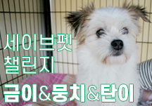 [세이브펫챌린지X해피빈] ‘폐가에 갇혀 살던 금이&뭉치&탄이를 위한 개그우먼 김지민의 도전!’