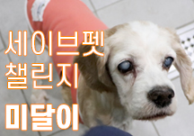 [세이브펫챌린지X해피빈] ‘방치되어 구조된 노견 미달이를 위한 래퍼 행주의 도전!’