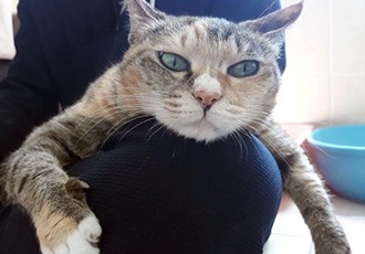 진정한 무릎냥이 라라