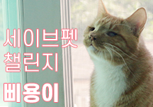 [세이브펫챌린지X해피빈] ‘심각한 상처를 입고 구조된 삐용이를 위한 EXID 솔지의 도전!’