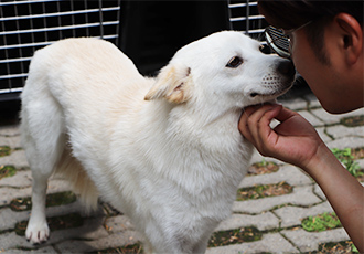 [해외입양] 웰컴독코리아(welcomedogkorea)와의 대형견 행복 찾기 프로젝트 시작!