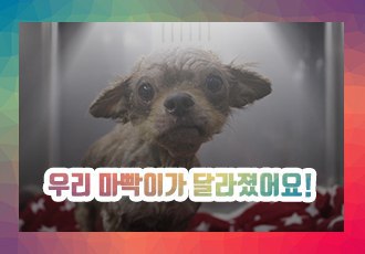 우리 마빡이가 달라졌어요!(평택 불법 번식장에서 구조된 마빡이의 6개월간의 변화!)