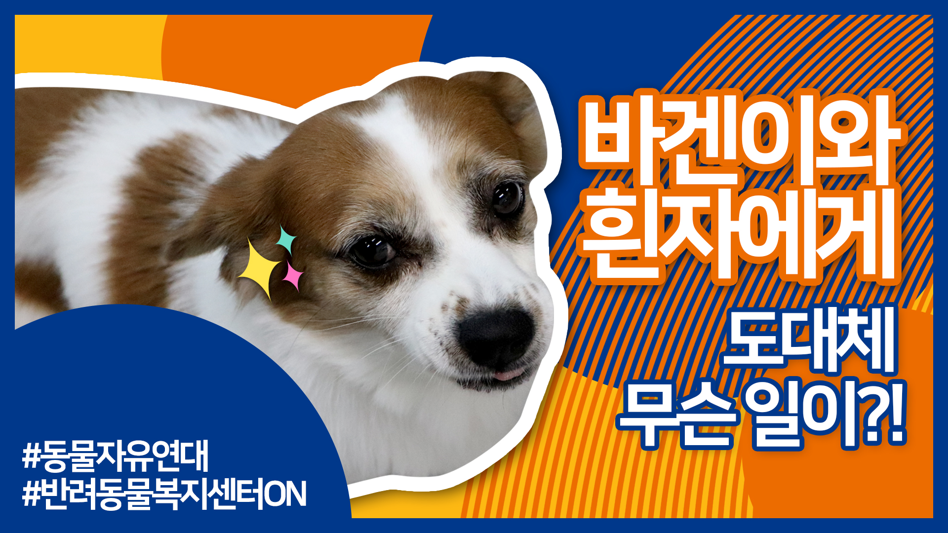 바겐이와 흰자에게 무슨 일이?