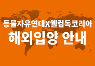 [해외입양] 동물자유연대X웰컴독코리아 해외입양 안내