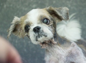 [Animal Home Essay] 구조됐지만 웃지 못하는 개 홍시 