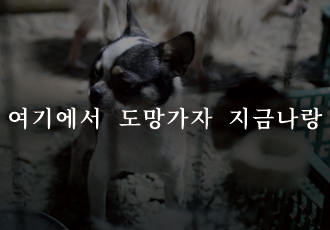 [온라인 입양 캠페인] "지금 나랑 도망가자."  -영천 불법 번식장에서 구조된 친구들의 가족이 되어주세요!