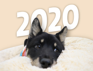 2020 설, 새해 복 많이 받으세요🥰
