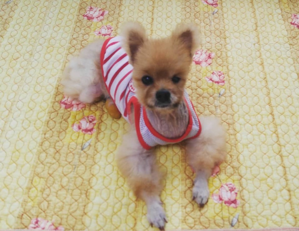 [부고] 작은 천사 미소가 무지개다리를 건너 별이 되었습니다.