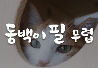 [사지마세요, 입양하세요] 동백이 필 무렵