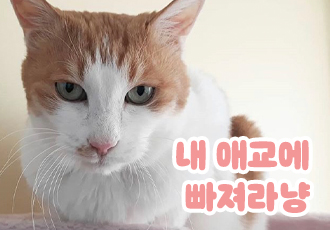 이런 애교냥이 본 적 있으신가요?💕
