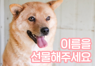 외부 위탁소에서 생활하고 있는 동물 친구들에게 이름을 선물해주세요!