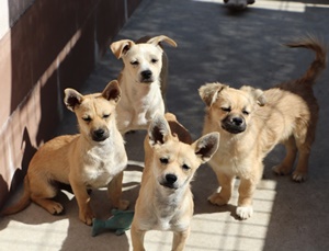 [Animal Home Essay] 떠돌이견 가나다라의 새 가족 찾아 삼만리 