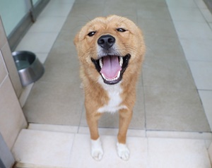 [Animal Home Essay] 학대 시달리다 구조돼도 입양확률 1%, 진도혼혈견의 수난 