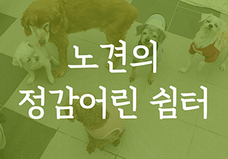 [카드뉴스] 노견정 - 노견의 정감어린 쉼터