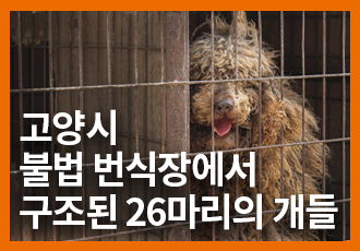 [결연후원] 가치 있는 개들의 잃어버린 삶