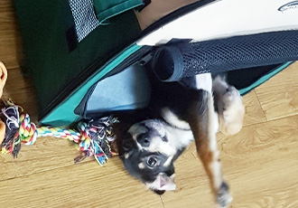 까미(멍돌이) 입양 첫 후기