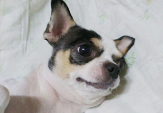바우 입양 일주일 후기