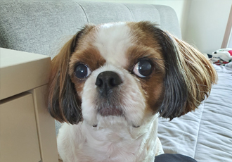 뭉치