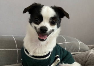 [조커] 입양온지 하루만에 생긴 변화❤️ 이제 또리라고 불러주세요~~