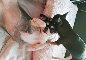 평택 치와와 나미 입양한지 1년이 넘었네요~