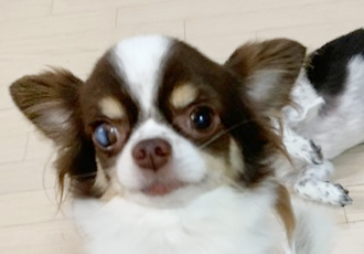 보리(평택번식장구조견_점박이) 