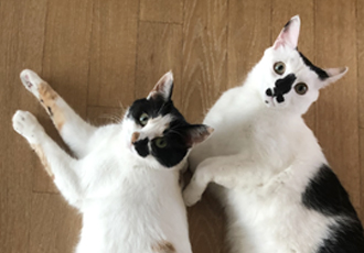 블랙&모카(통이 똘이)입양 4년후기~