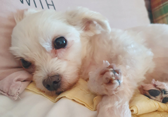 호야가 2년이 지났어요 ^^♡!