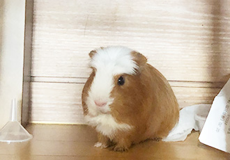 크림(뽀짝) 모카(홧팅) 라떼(내라) 입양 3개월