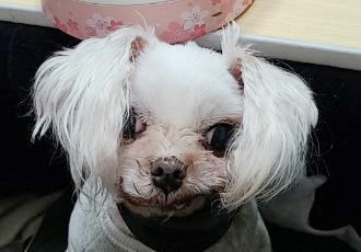 사빵이(문수) 1년~