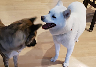 [해외입양] 캐나다 밴쿠버에서 가족을 만난 찬이와 란이