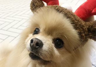 포슬이3년차 입양후기