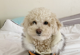미모 찾은 순두부