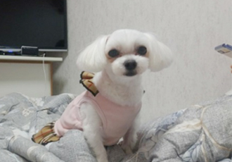 소원이(레아) 5년 차 입양 후기