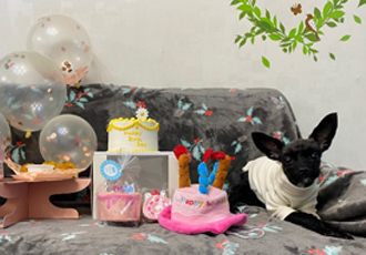 아라-푸푸아가 뽀이 생일파티했어요^^