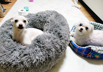 망고(오늘이) 300일 되었어요ㅎㅎ!!