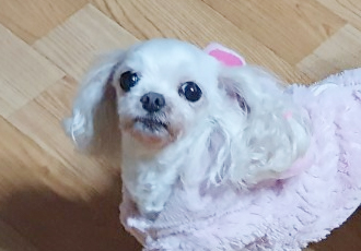 나나(지앤1) 3년 차 입양후기