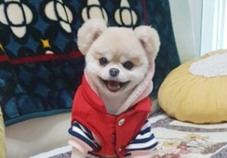 포포 입양 3년 차 후기