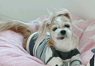 렌지 10년 차 입양 후기