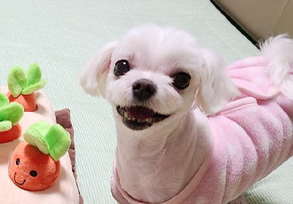 초롱이 3년 차 입양후기
