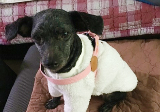 [곤지암번식장 구조견 임시보호중] 릴리(곤지암-12) 잘지내고 있어요!