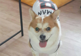 아지 입양 10년 차 후기