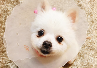 [곤지암번식장 구조견 임시보호중] 곤지암-5 꾸르미 
