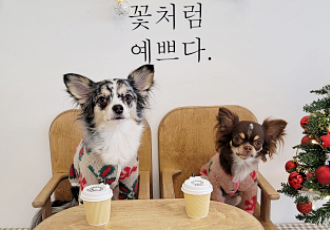 쁘띠 열다섯번째 이야기(평택번식장 태태막둥이)