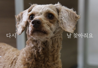 우리는 곤지암 번식장에서 구조되었어요.