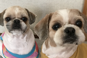 영천 번식장 탱구 탱자 입양 1년 후 후기