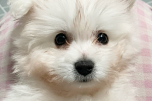 빙그레 아가 - 이슬이 입양 후기에용