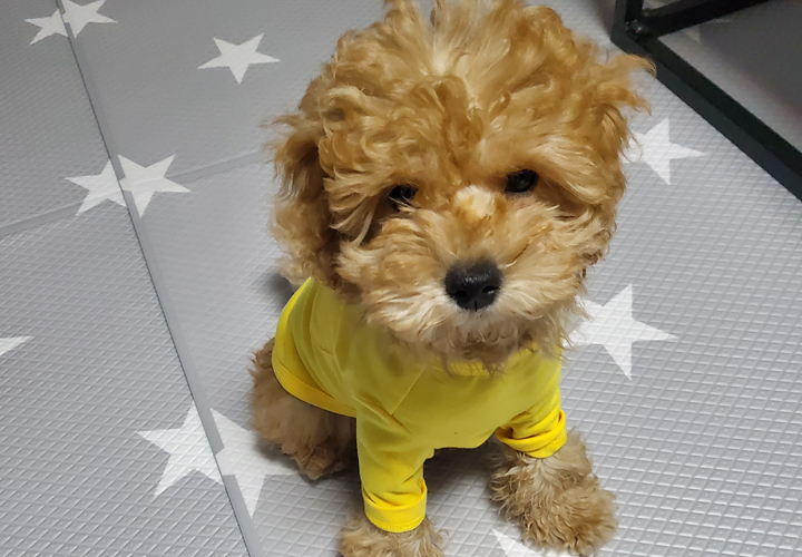 해피 입양. 일주일