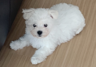 하일이 일주일차 입양후기🤍